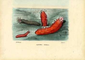 Zeekomkommer, 1863-79